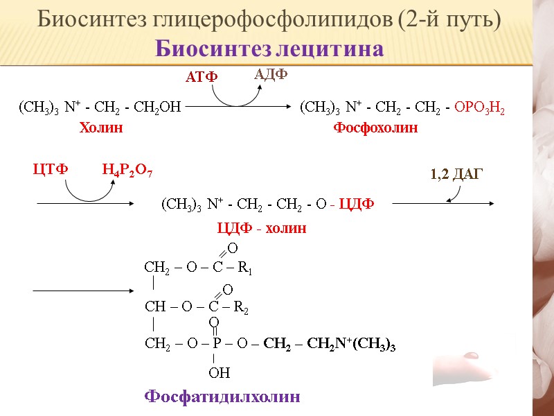 (CH3)3 N+ - CH2 - CH2OH    Холин АДФ АТФ (СH3)3 N+